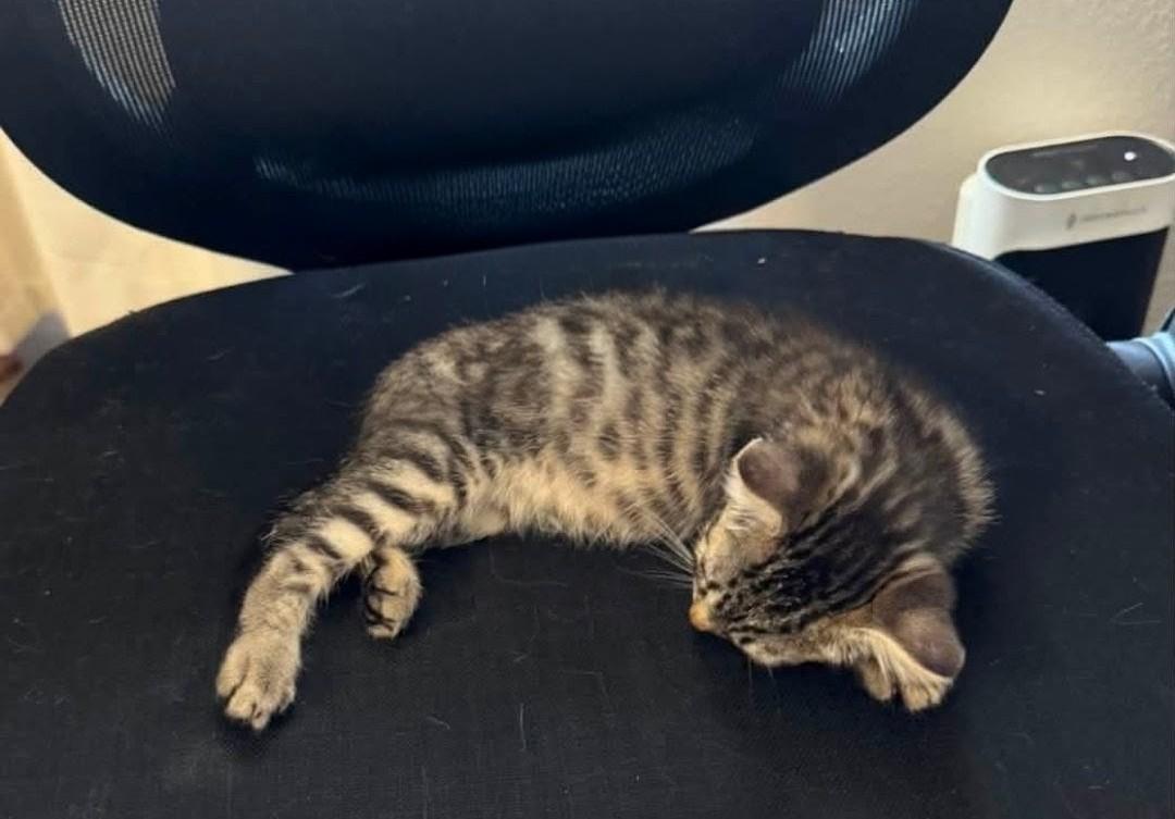Enlarge Tigress, an adopted Domestic Short Hair in Reno, NV image 1/3