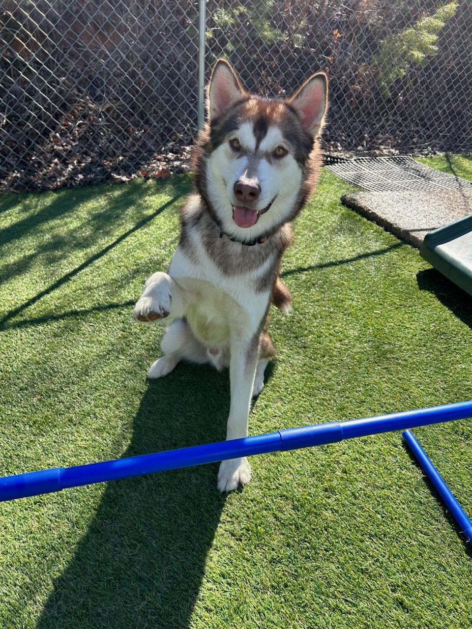 Enlarge Benji, a ADOPTABLE Alaskan Malamute in Greenville, SC image 1/1