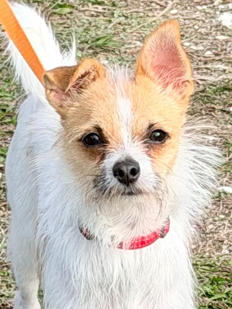 Harvey, a Adoptable mixed breed in Cape Coral, FL image 1/2