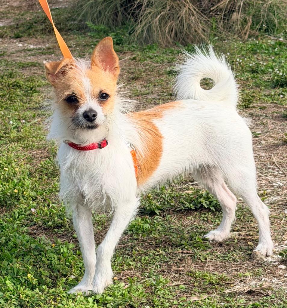 Harvey, a Adoptable mixed breed in Cape Coral, FL image 2/2