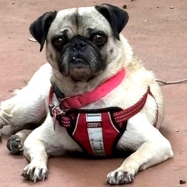 Nelly, Adoptable, Adult Female Pug.