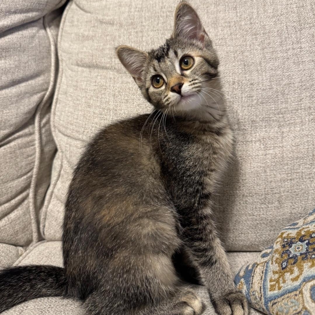 Enlarge Poppy, a Adoptable Domestic Short Hair in Warr Acres, OK image 2/4