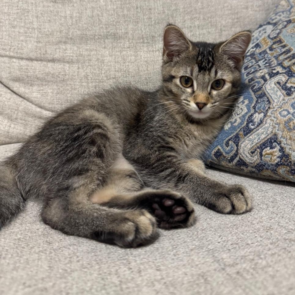 Poppy, Adoptable, Kitten Female Domestic Short Hair.