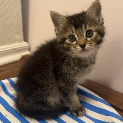 Enlarge Poppy, a Adoptable Domestic Short Hair in Warr Acres, OK image 4/4