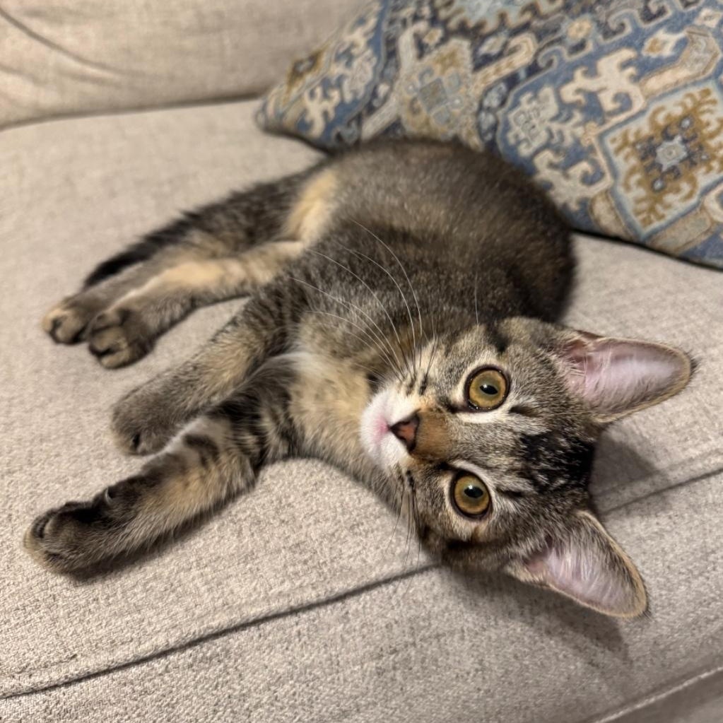 Enlarge Poppy, a Adoptable Domestic Short Hair in Warr Acres, OK image 3/4