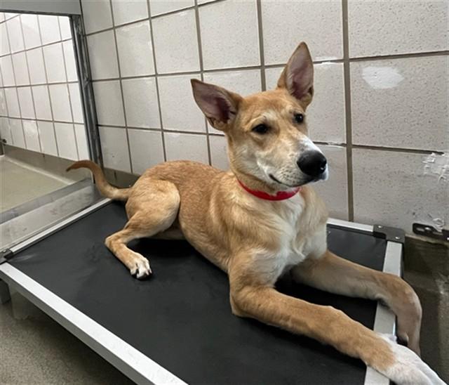 Enlarge SCOOBY, a Adoptable mixed breed in Colorado Springs, CO image 1/1