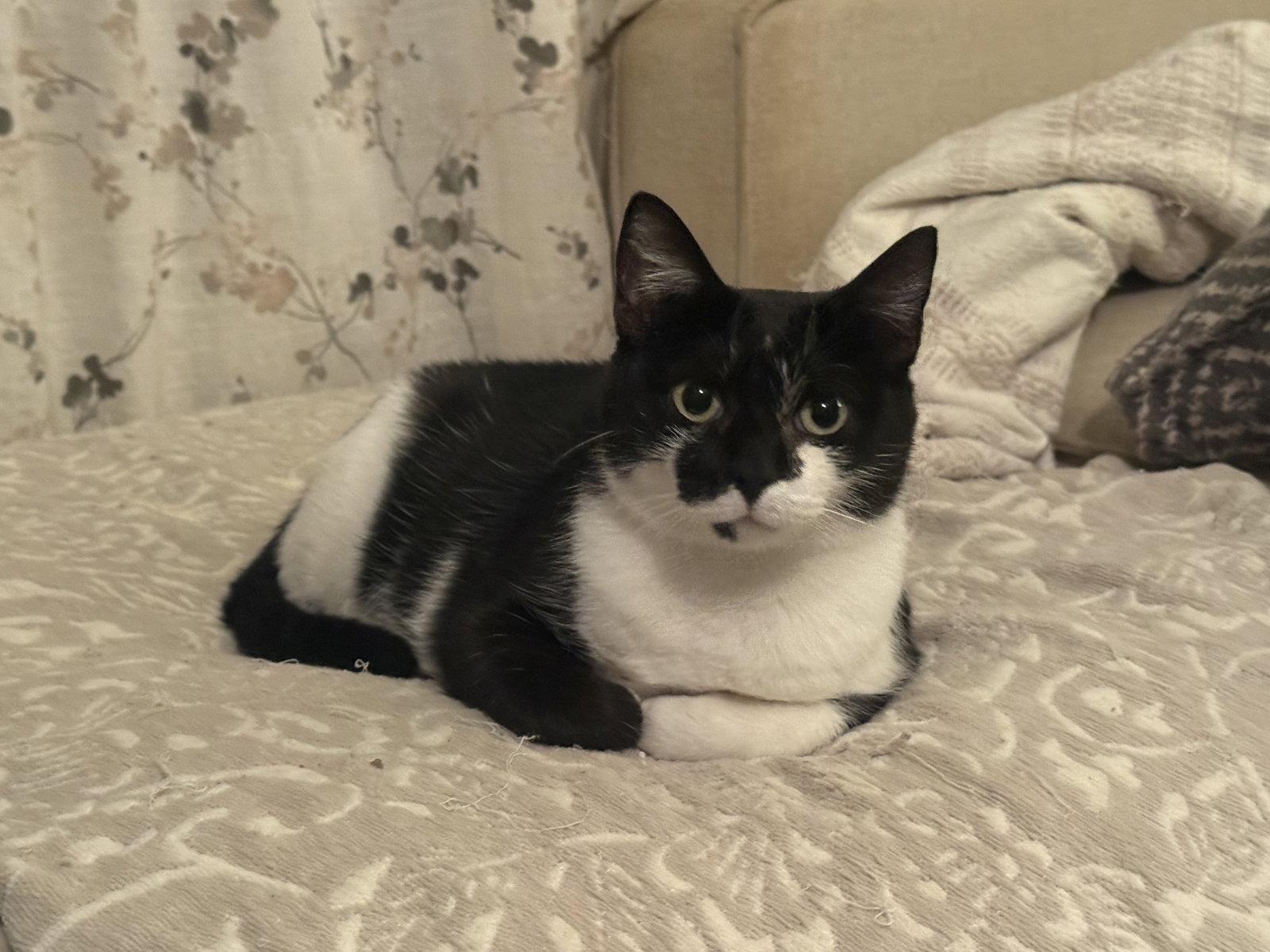 Enlarge Oreo, a Adoptable Domestic Short Hair in Fenton, MO image 1/2