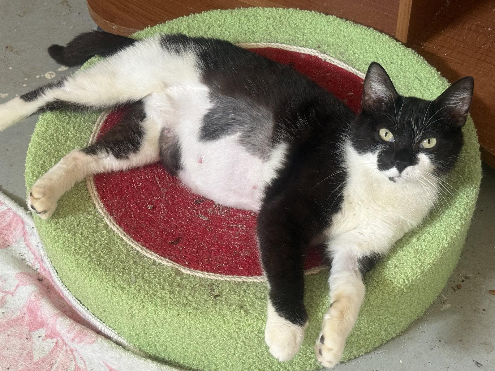 Oreo, Adoptable, Adult Female Domestic Short Hair.