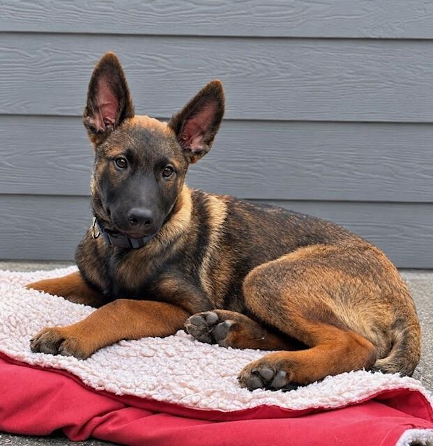 Enlarge Kellen, a Adoptable mixed breed in Seattle, WA image 1/6