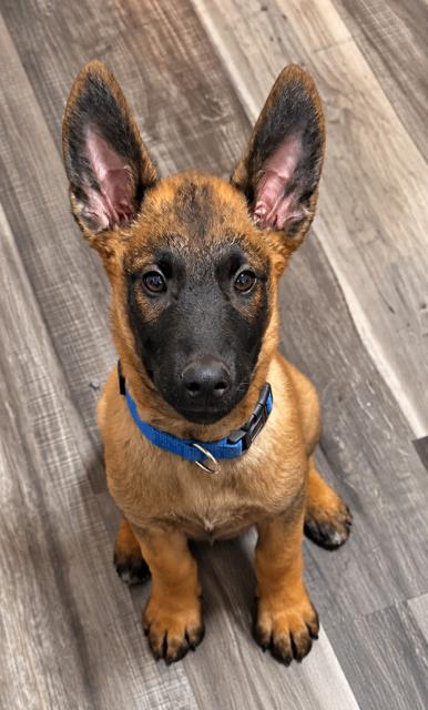 Enlarge Hugo, a Adoptable mixed breed in Seattle, WA image 1/6