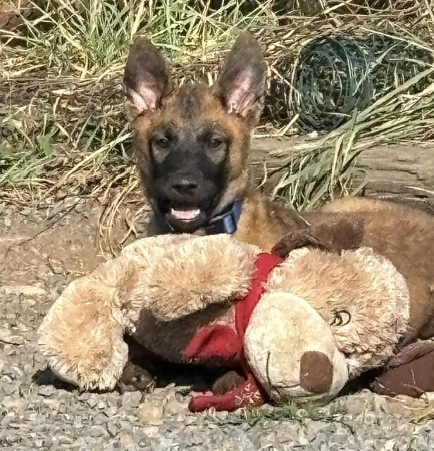 Enlarge Hugo, a Adoptable mixed breed in Seattle, WA image 3/6