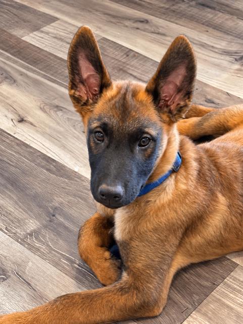 Enlarge Hugo, a Adoptable mixed breed in Seattle, WA image 4/6