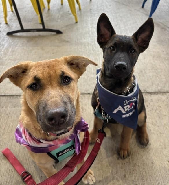 Enlarge Kellen, a Adoptable mixed breed in Seattle, WA image 2/6