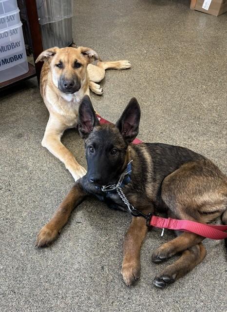 Enlarge Kellen, a Adoptable mixed breed in Seattle, WA image 3/6