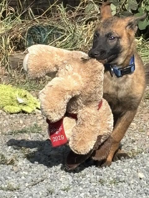 Enlarge Hugo, a Adoptable mixed breed in Seattle, WA image 5/6