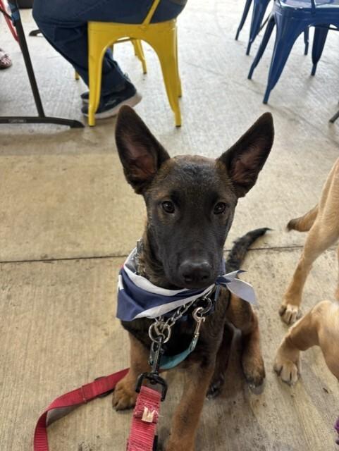 Enlarge Kellen, a Adoptable mixed breed in Seattle, WA image 4/6