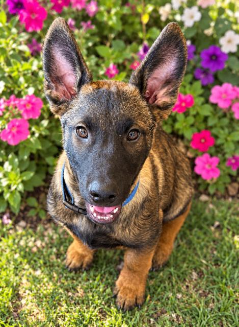 Enlarge Kellen, a Adoptable mixed breed in Seattle, WA image 5/6