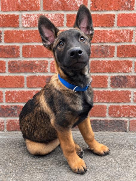 Enlarge Kellen, a Adoptable mixed breed in Seattle, WA image 6/6