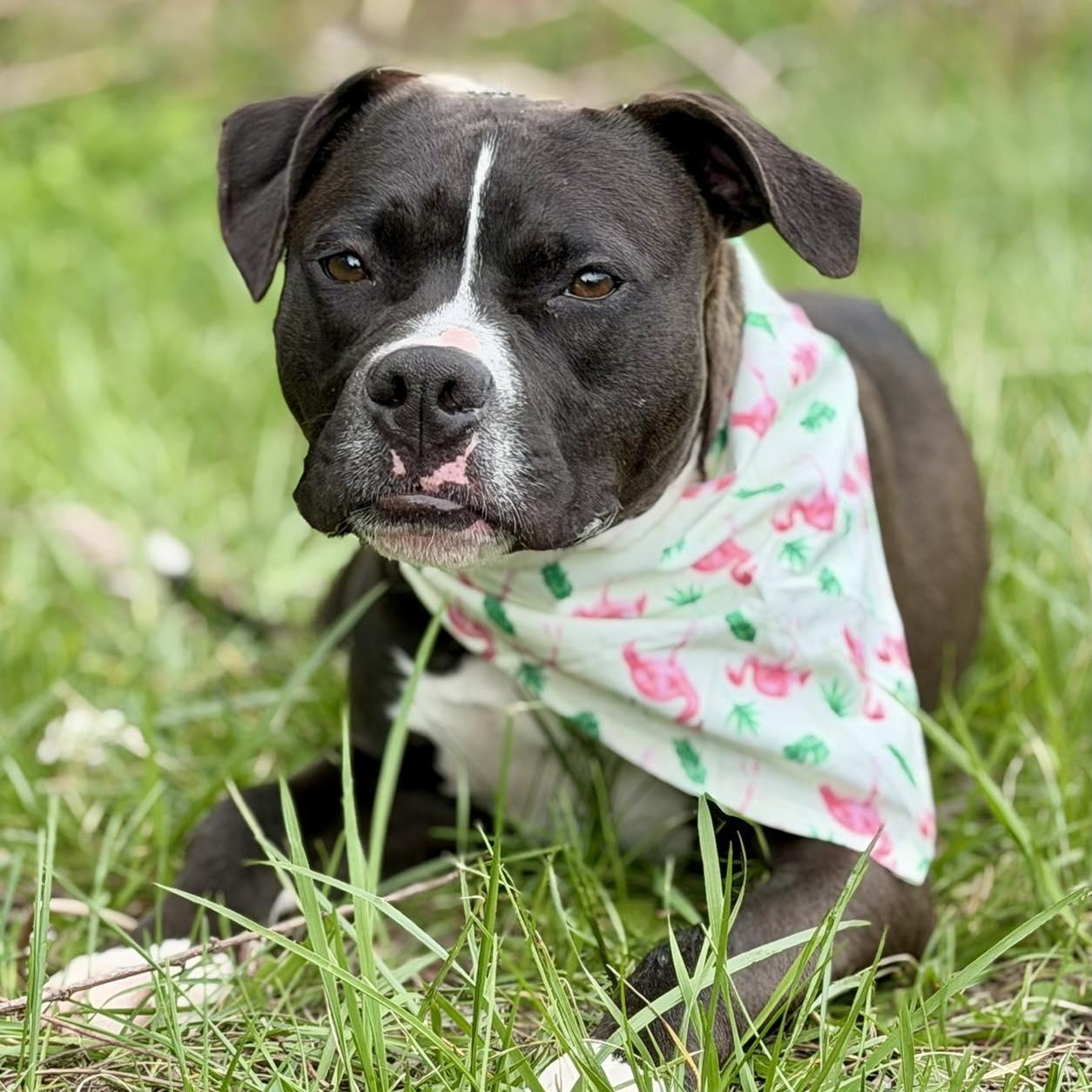 Steve, ADOPTABLE, Young Male Pit Bull Terrier.
