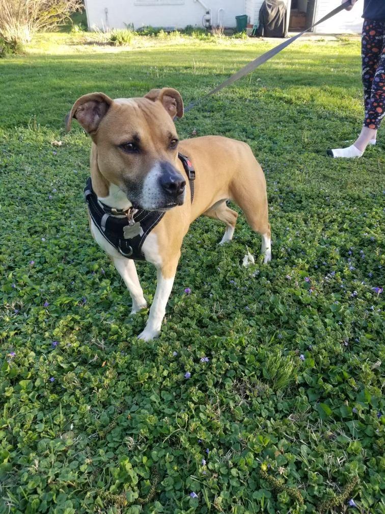 Nola, Adoptable, Senior Female Mixed Breed.