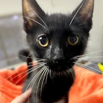 SPROUT, Adoptable, Kitten Male Domestic Short Hair.