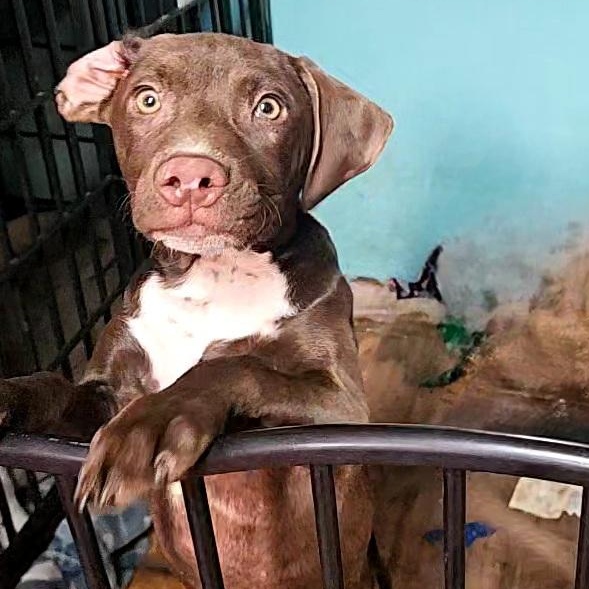 Thing 1, Adoptable, Puppy Male Labrador Retriever.