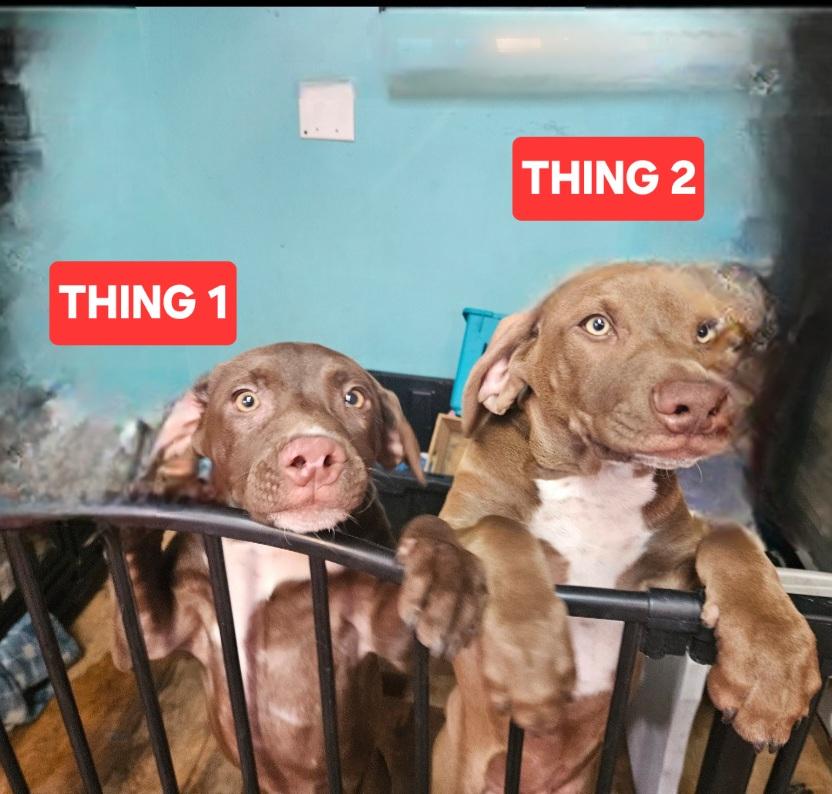 Enlarge Thing 1, a Adoptable Labrador Retriever in phenix city, AL image 2/2