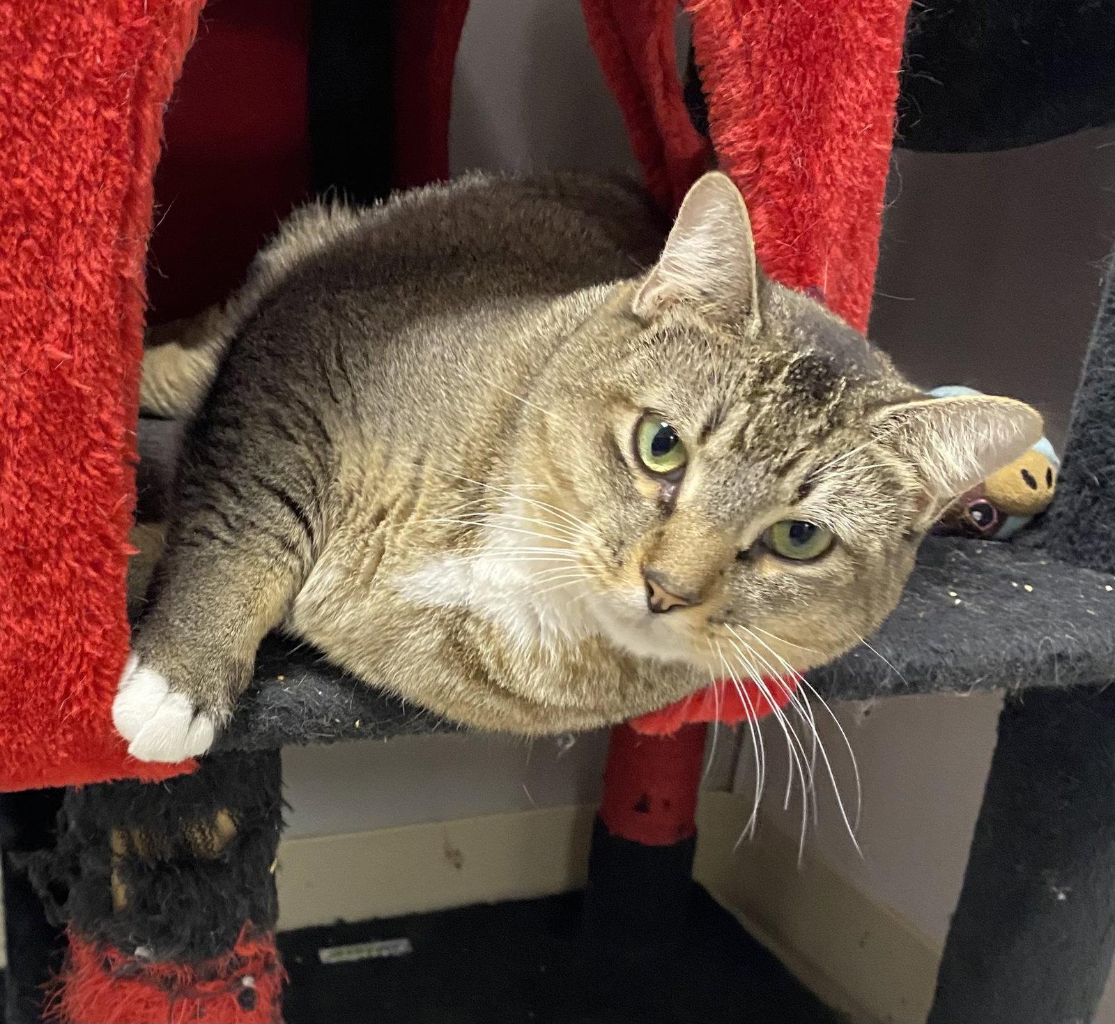 Sandcastle, Adoptable, Young Female Domestic Short Hair.