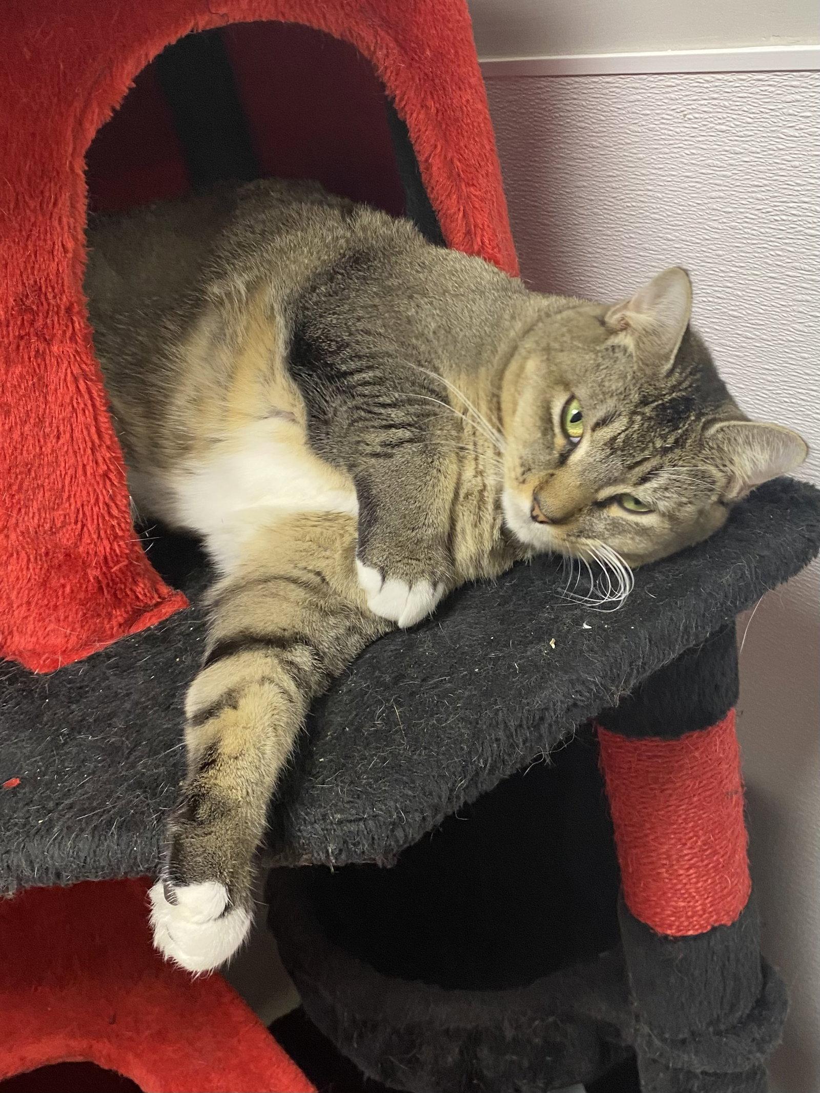 Enlarge Sandcastle, a Adoptable Domestic Short Hair in Satellite Beach, FL image 2/3