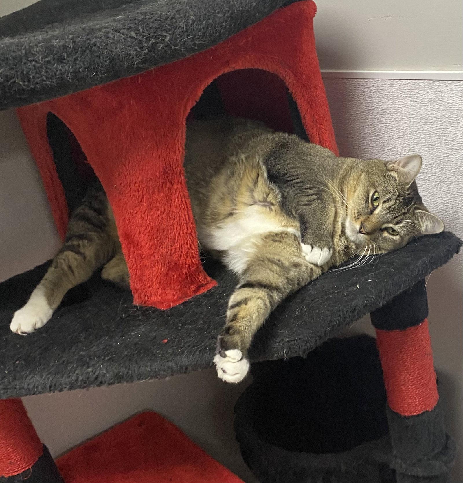 Enlarge Sandcastle, a Adoptable Domestic Short Hair in Satellite Beach, FL image 3/3