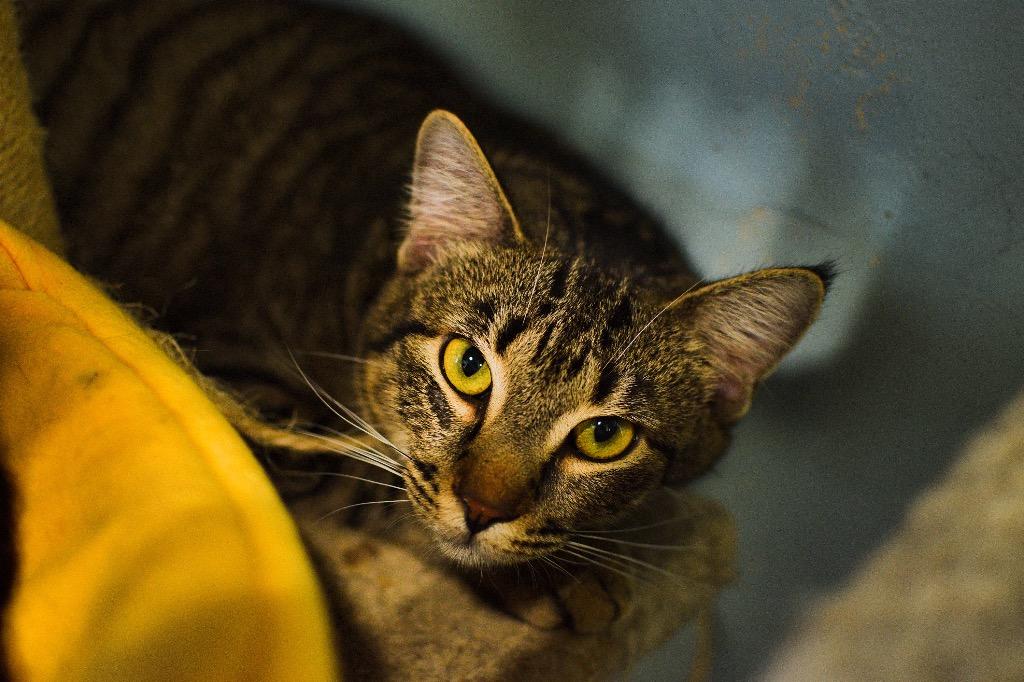 Tobasco, Adoptable, Adult Male Domestic Short Hair.