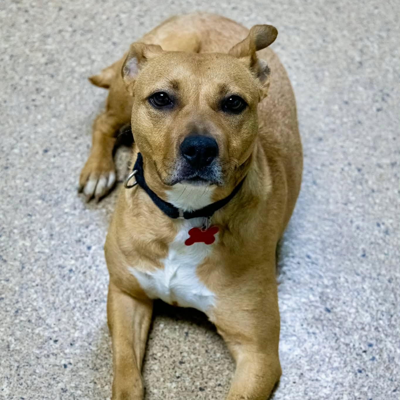 Enlarge Punkin, an adoptable Terrier in Valparaiso, IN image 3/3