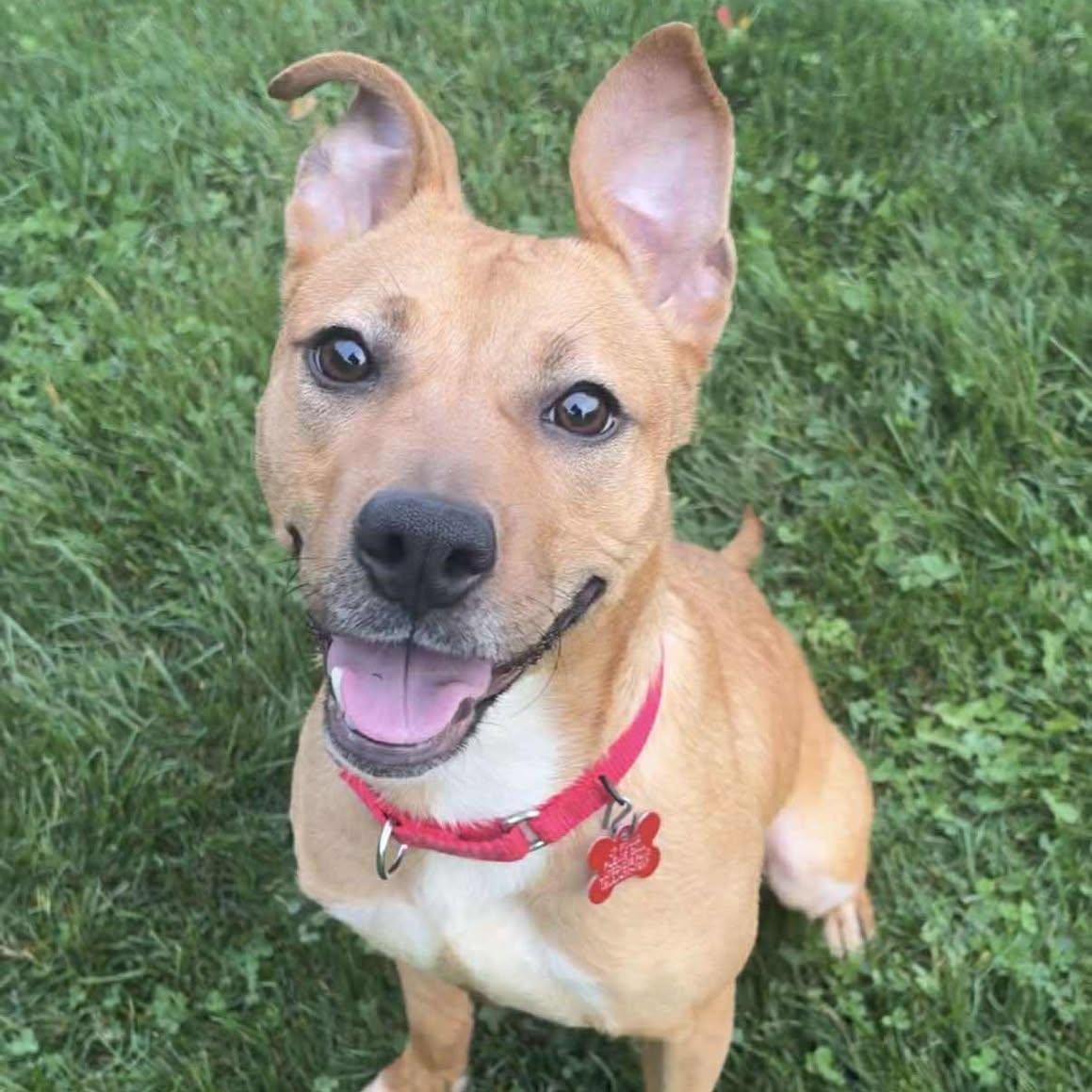 Punkin, Adoptable, Young Female Terrier.