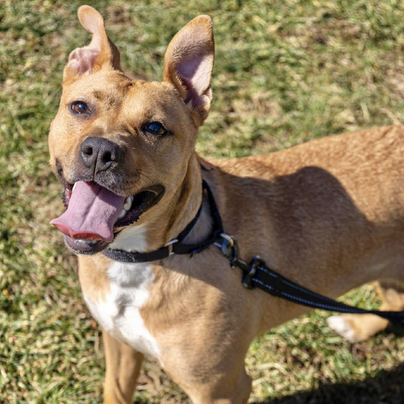 Enlarge Punkin, an adoptable Terrier in Valparaiso, IN image 2/3