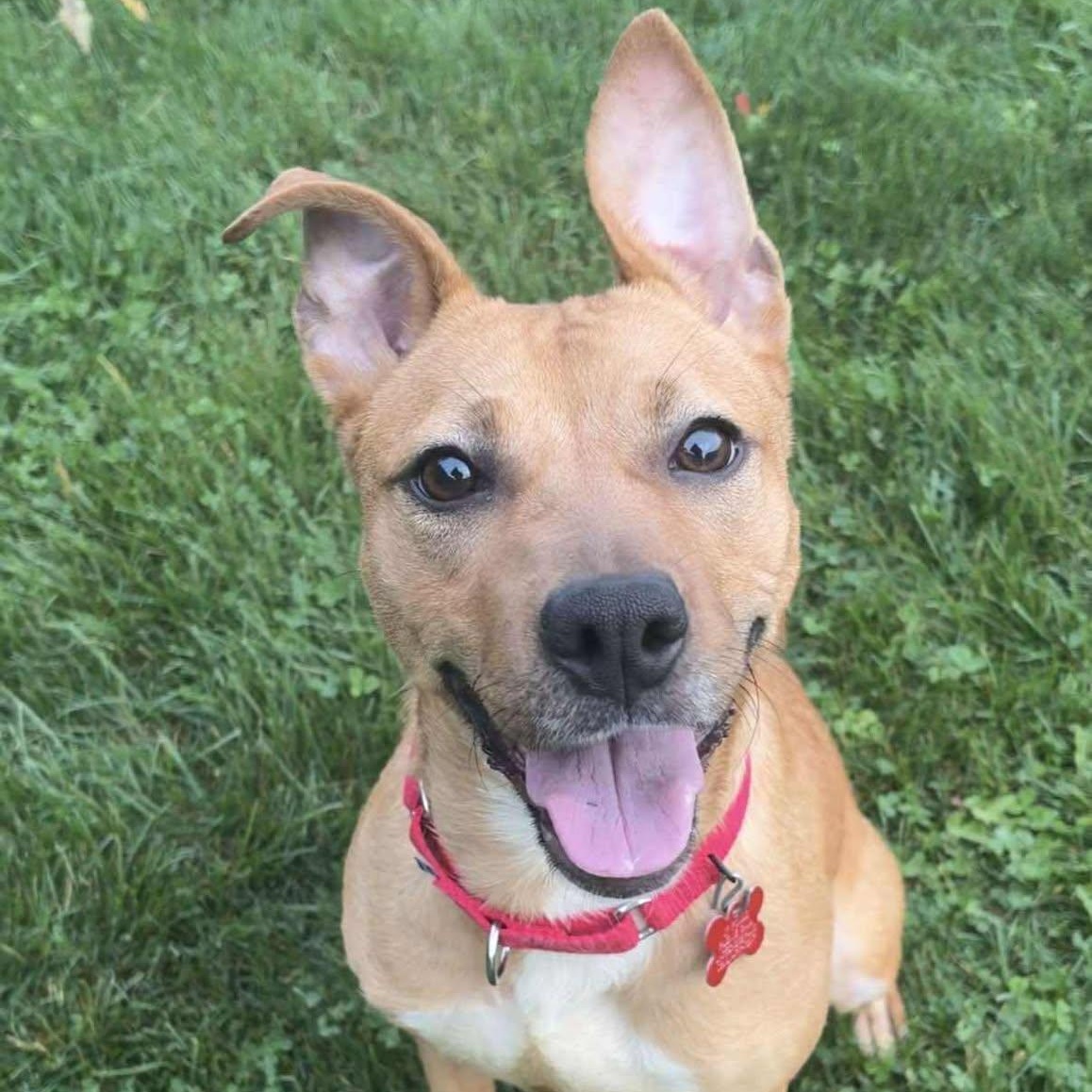 Punkin, a Adoptable Terrier in Valparaiso, IN image 2/2