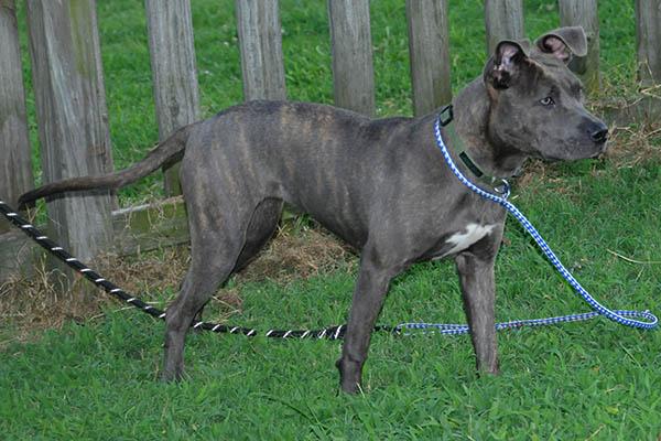 Opal, a Adoptable mixed breed in Raleigh, NC image 1/6