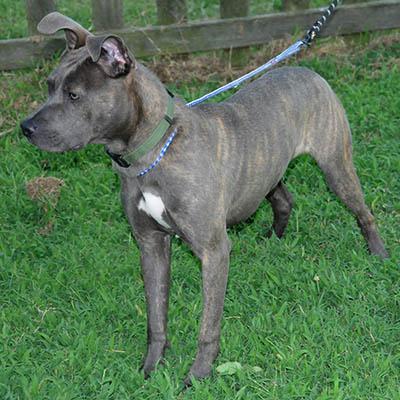 Opal, a Adoptable mixed breed in Raleigh, NC image 2/6