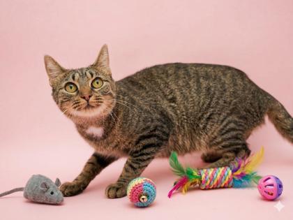 Enlarge Dumplin, a Adoptable mixed breed in Bowling Green, KY image 1/3