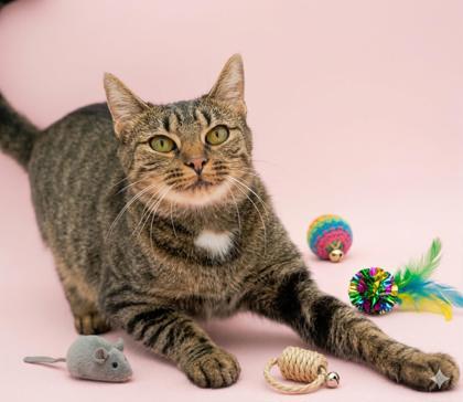 Enlarge Dumplin, a Adoptable mixed breed in Bowling Green, KY image 2/3