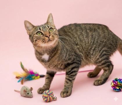 Enlarge Dumplin, a Adoptable mixed breed in Bowling Green, KY image 3/3