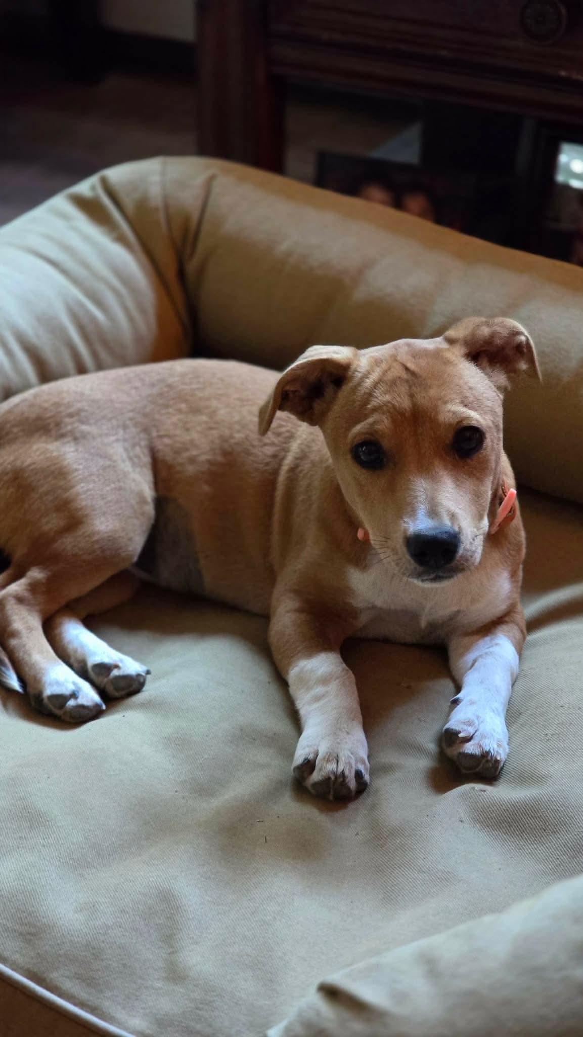 Enlarge Eloise, a Adopted mixed breed in Augusta, ME image 1/5