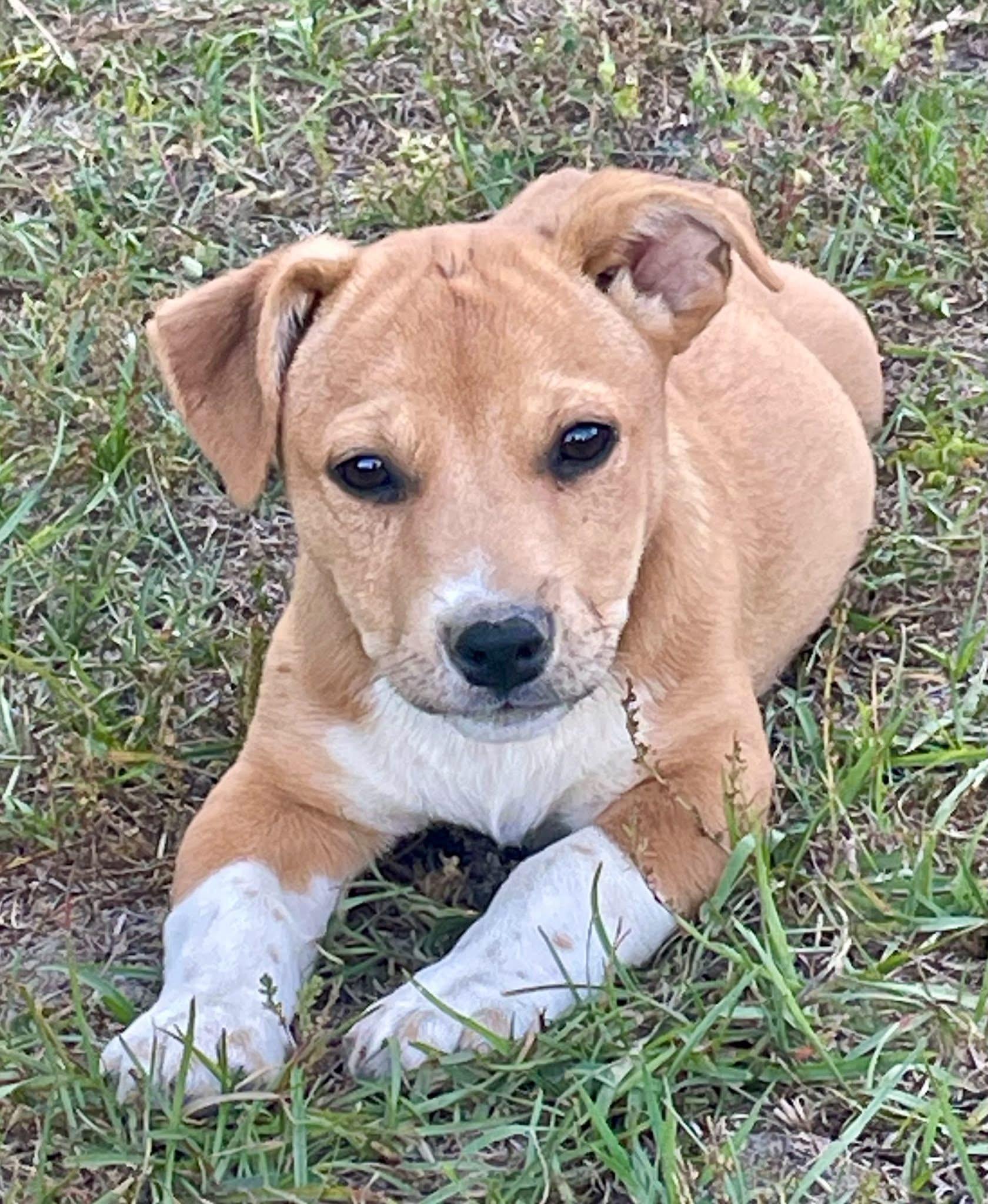Enlarge Eloise, a Adopted mixed breed in Augusta, ME image 2/5
