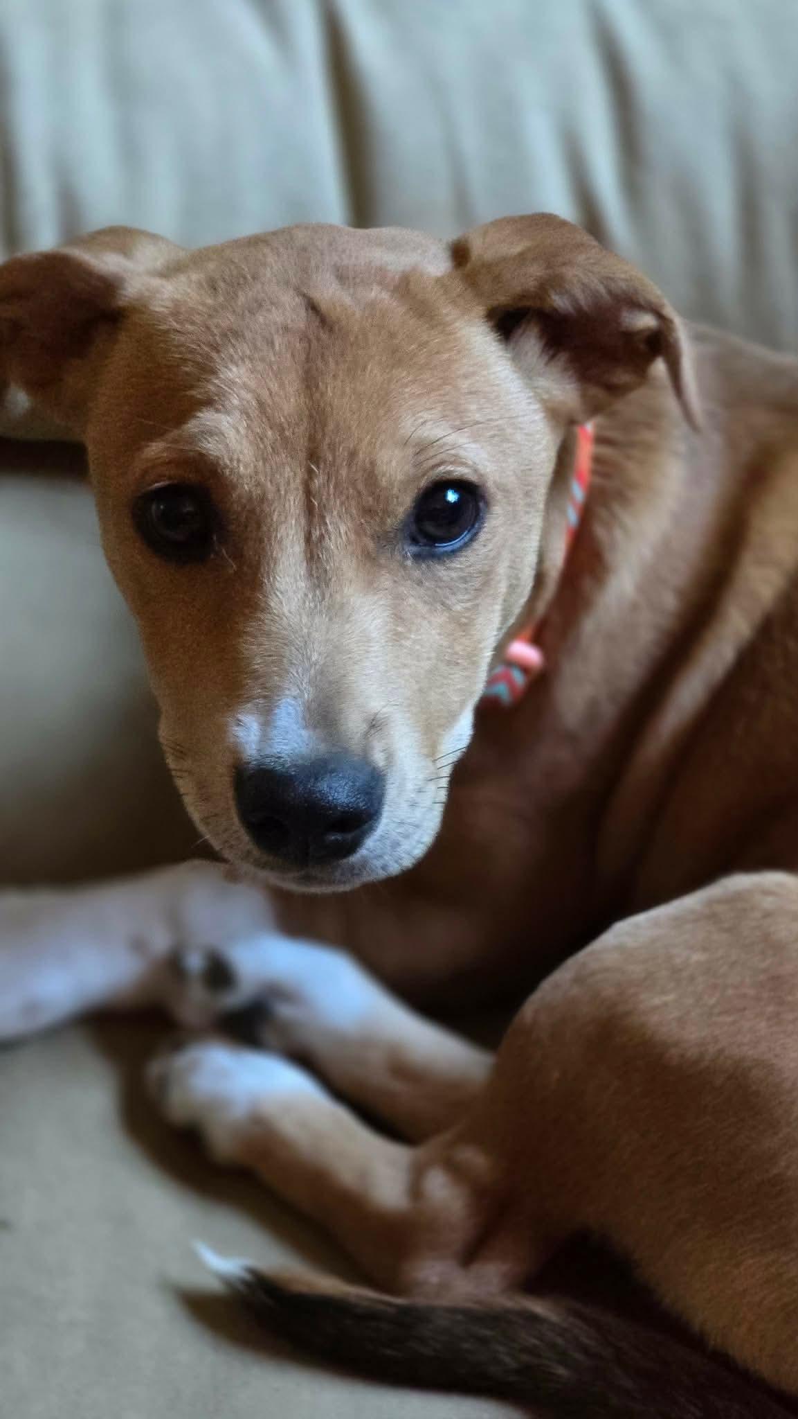 Enlarge Eloise, a Adopted mixed breed in Augusta, ME image 3/5
