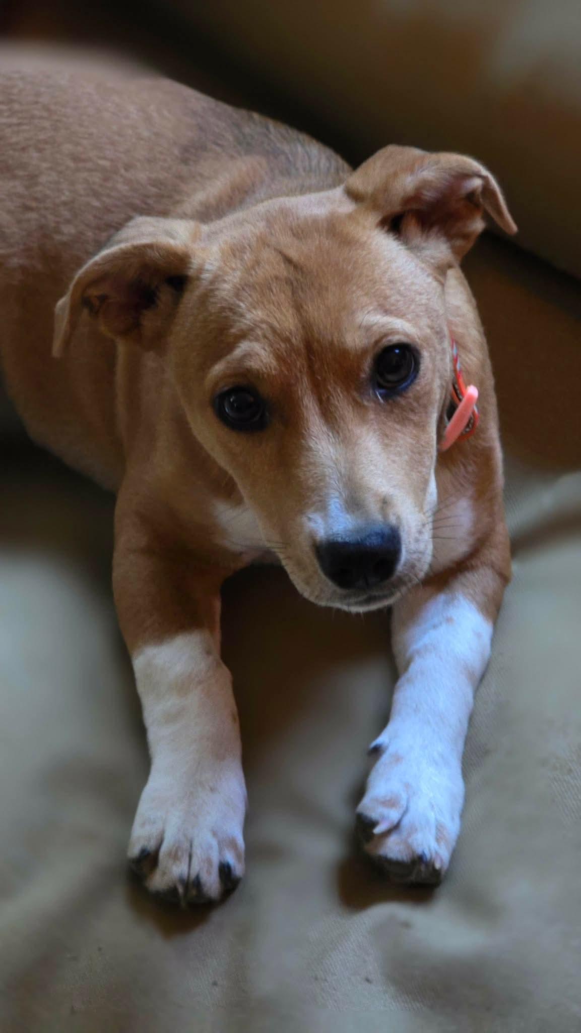 Enlarge Eloise, a Adopted mixed breed in Augusta, ME image 4/5