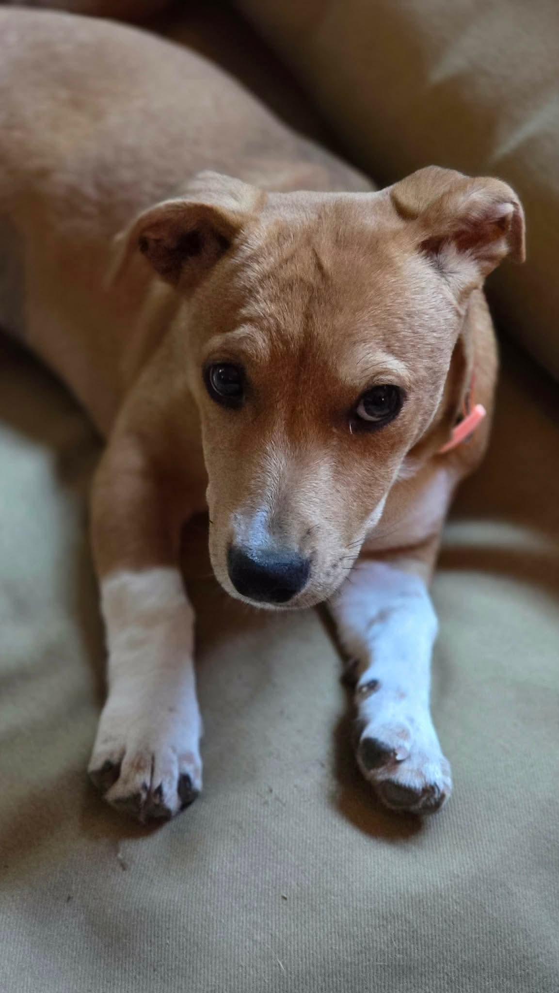 Enlarge Eloise, a Adopted mixed breed in Augusta, ME image 5/5