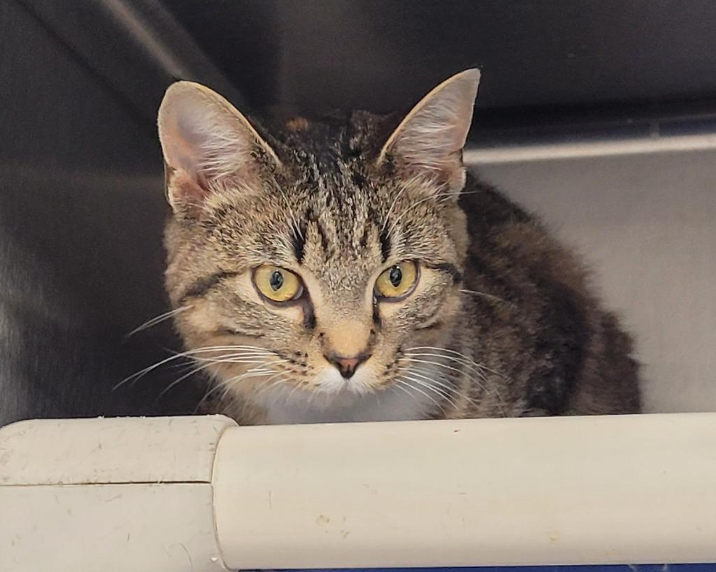 Enlarge Winona, a Adoptable mixed breed in Hopkinsville, KY image 1/5