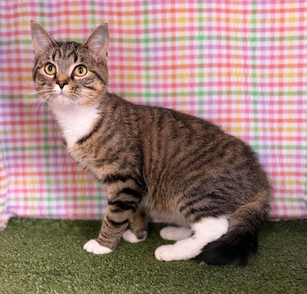Enlarge Winona, a Adoptable mixed breed in Hopkinsville, KY image 2/5
