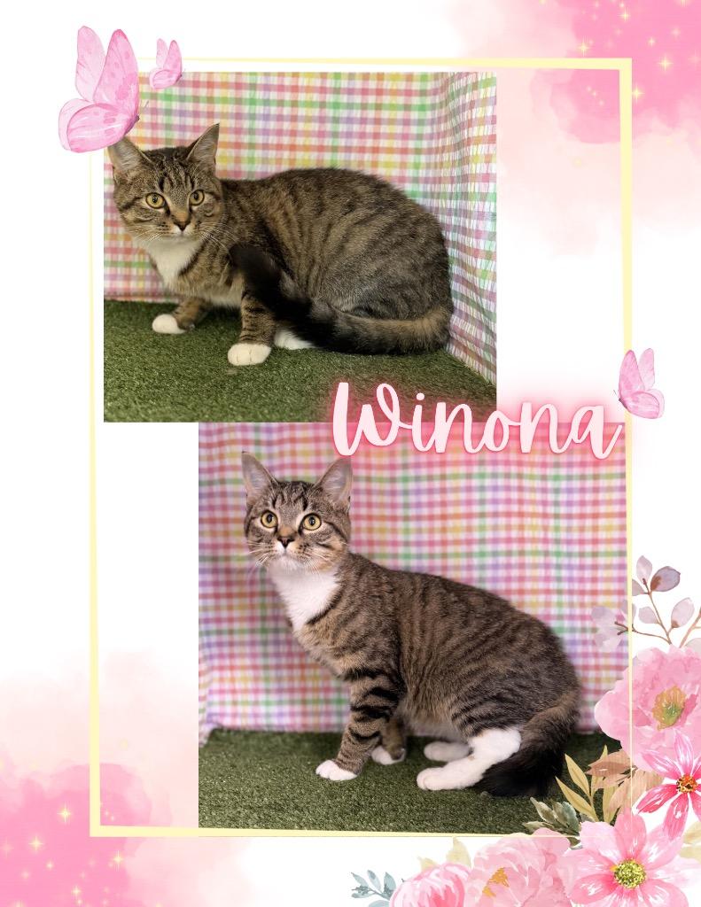 Enlarge Winona, a Adoptable mixed breed in Hopkinsville, KY image 3/5