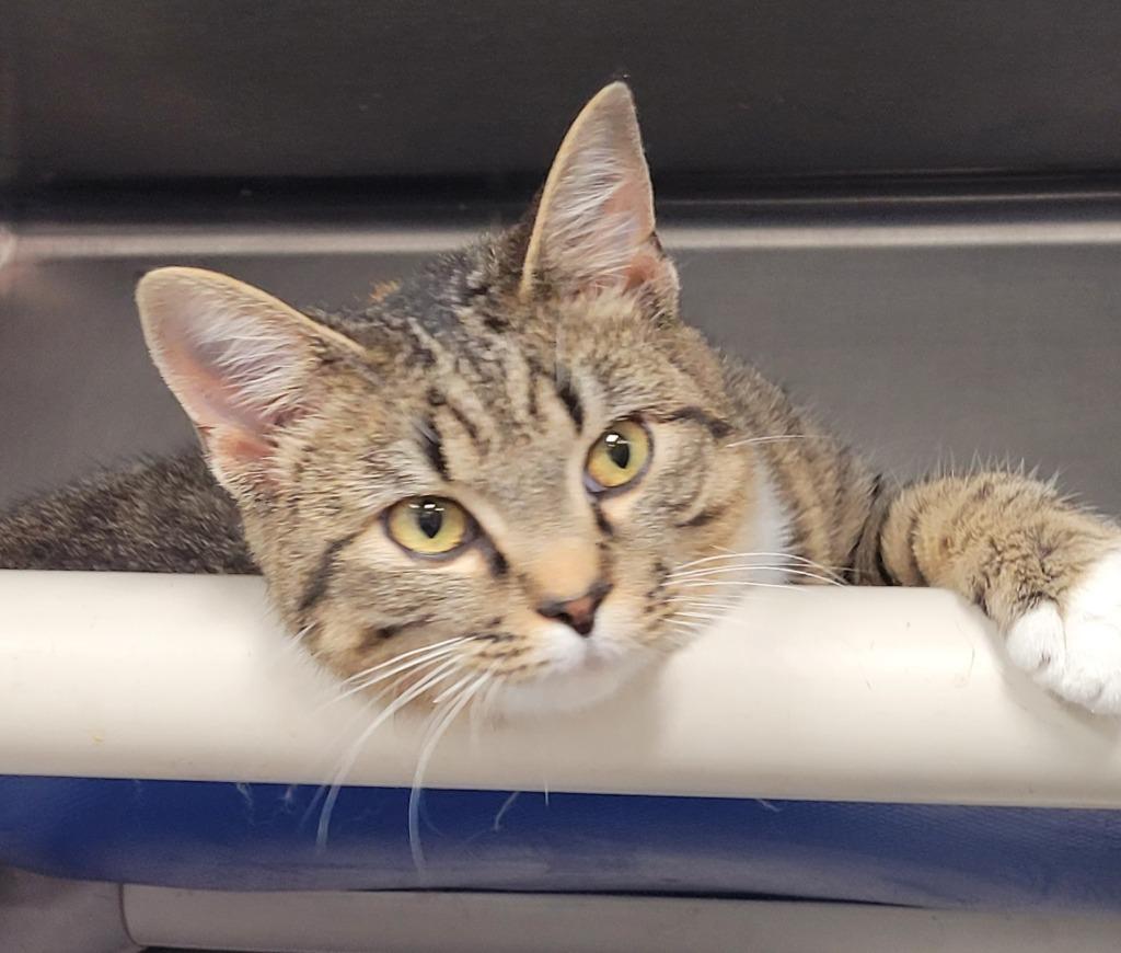 Enlarge Winona, a Adoptable mixed breed in Hopkinsville, KY image 4/5
