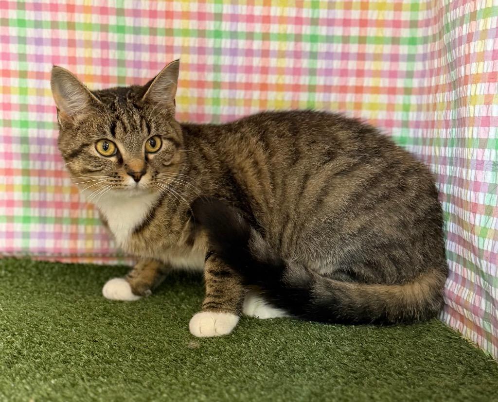 Enlarge Winona, a Adoptable mixed breed in Hopkinsville, KY image 5/5